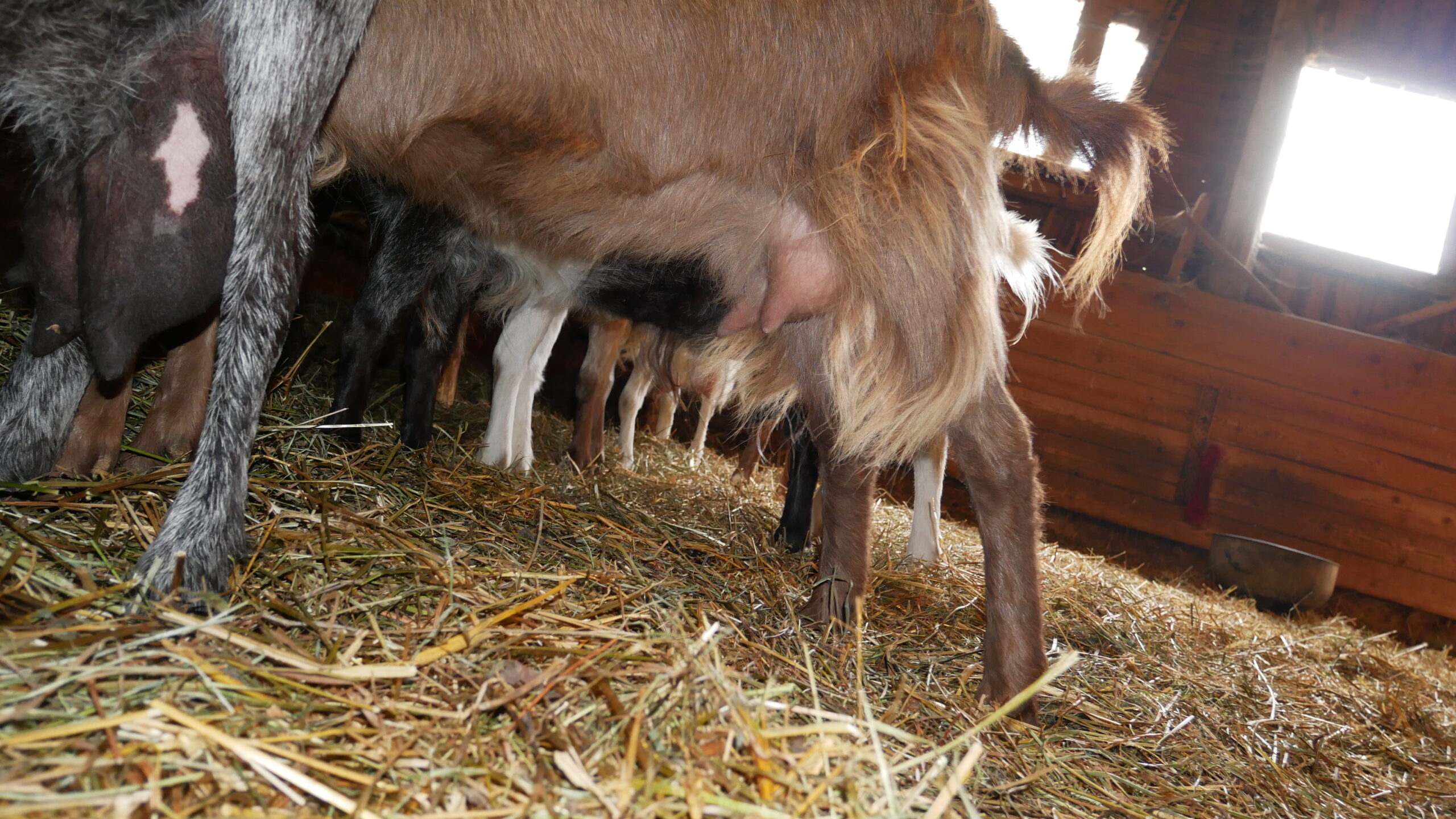 Kozy gotowe do dojenia